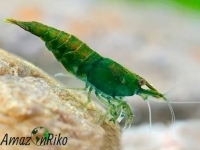 GARNLÉLA 20DB JADE ZÖLD- NEOCARIDINA HETEROPODA VAR. JADE GREEN
