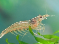 GARNÉLA - 10 DB AMANÓ GARNÉLA - CARIDINA MULTIDENTATA 